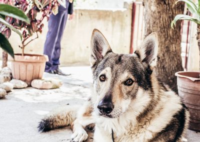 Cane in attesa del matrimonio